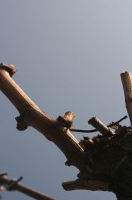 th_IMG_0801.jpg