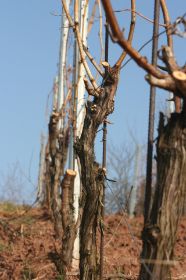th_IMG_0804.jpg