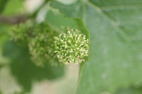 th_IMG_0877.jpg